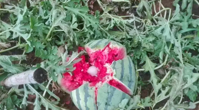 開元集團(tuán)用行動(dòng)幫扶洛寧瓜農(nóng)